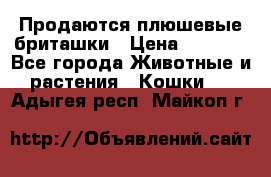 Продаются плюшевые бриташки › Цена ­ 2 500 - Все города Животные и растения » Кошки   . Адыгея респ.,Майкоп г.